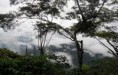 /album/fotogaleria-nosotros/cafetal-de-los-altos-jpg1/